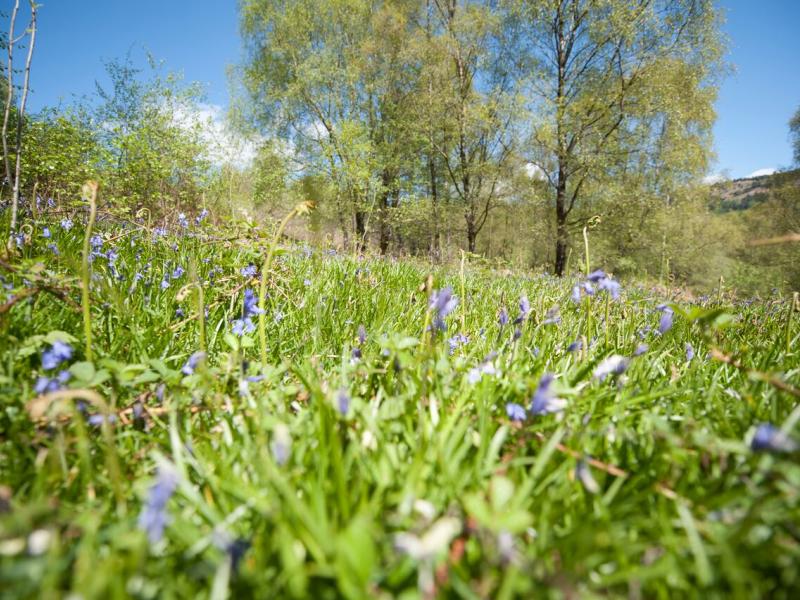 Bluebells at Inversnaid