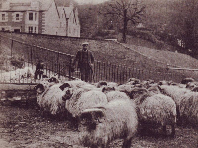 Inversnaid Sheep Herding